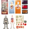 Anatomy Stamp Set