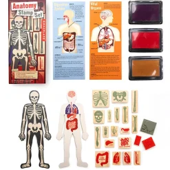Anatomy Stamp Set